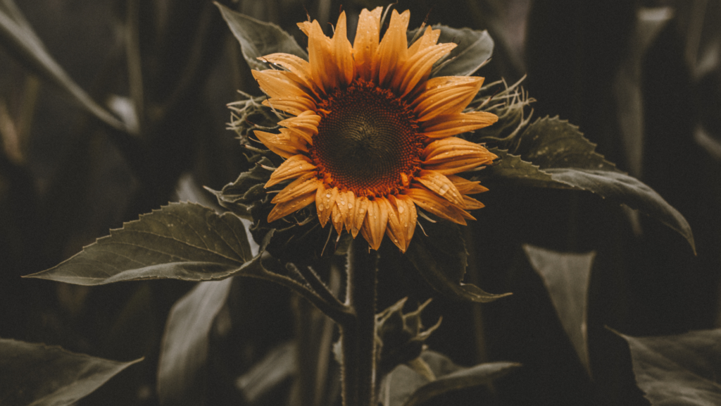 The Science of Light in Photography